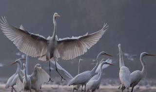 广场舞自由飞翔24步