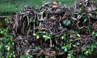 全球最毒的蛇岛 全球最毒的蛇岛