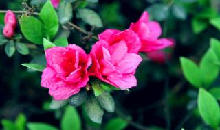 永远的映山红舞蹈