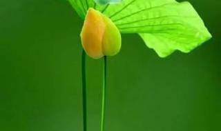 2024年烟花爆竹感言